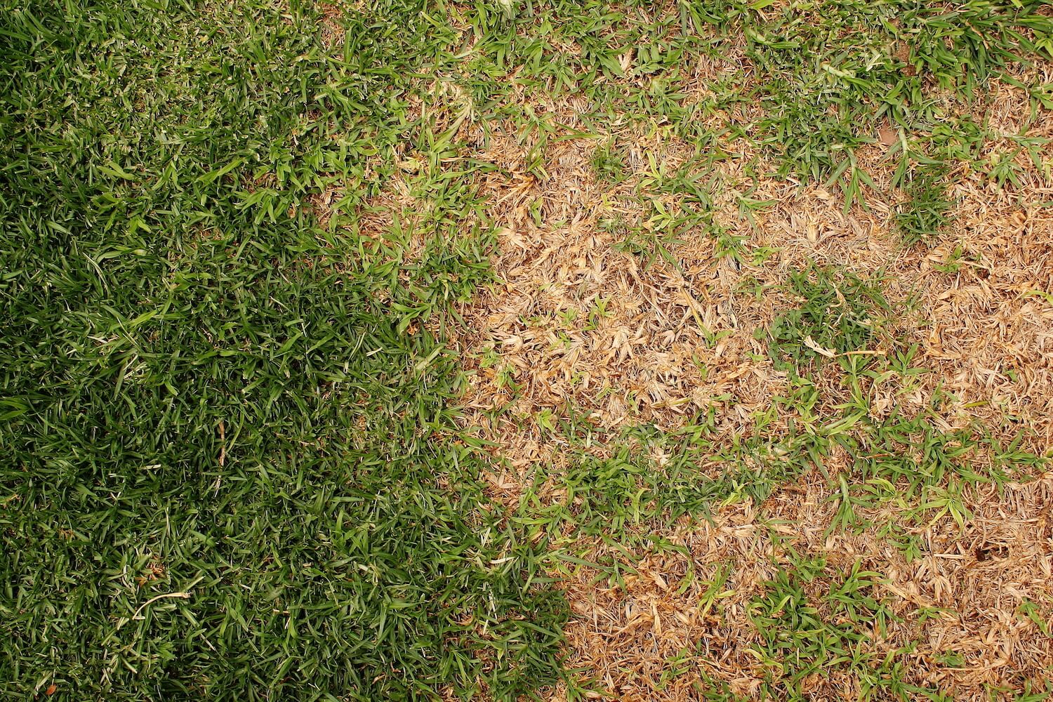 burnt-grass-patch.jpg