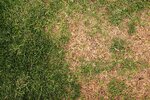 burnt-grass-patch.jpg