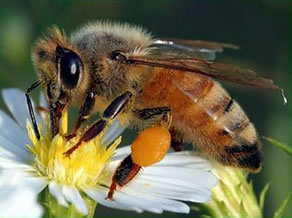bees-knees.jpg